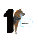 柴犬ルイ君♡（個別スタンプ：1）