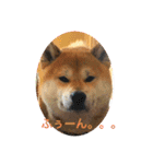 柴犬ルイ君♡（個別スタンプ：2）