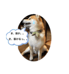 柴犬ルイ君♡（個別スタンプ：3）