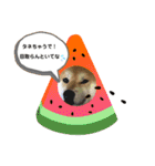 柴犬ルイ君♡（個別スタンプ：4）