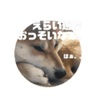 柴犬ルイ君♡（個別スタンプ：5）