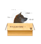 柴犬ルイ君♡（個別スタンプ：6）