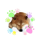 柴犬ルイ君♡（個別スタンプ：9）