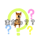 柴犬ルイ君♡（個別スタンプ：10）