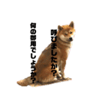柴犬ルイ君♡（個別スタンプ：11）
