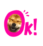柴犬ルイ君♡（個別スタンプ：13）