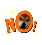 柴犬ルイ君♡（個別スタンプ：14）