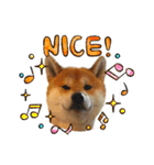 柴犬ルイ君♡（個別スタンプ：15）