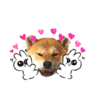 柴犬ルイ君♡（個別スタンプ：16）