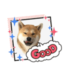 柴犬ルイ君♡（個別スタンプ：17）