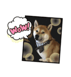 柴犬ルイ君♡（個別スタンプ：18）