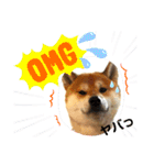 柴犬ルイ君♡（個別スタンプ：20）