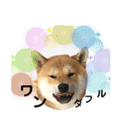 柴犬ルイ君♡（個別スタンプ：21）