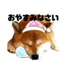 柴犬ルイ君♡（個別スタンプ：22）