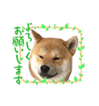 柴犬ルイ君♡（個別スタンプ：23）