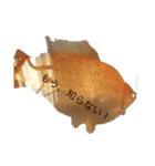 金魚2いいよ（個別スタンプ：1）