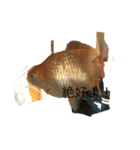 金魚2いいよ（個別スタンプ：3）