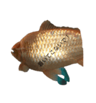 金魚2いいよ（個別スタンプ：6）