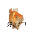 金魚2いいよ（個別スタンプ：7）