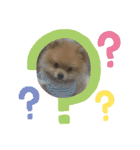 ポメラニアンの観察日記シリーズ1Puppy編（個別スタンプ：2）