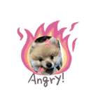 ポメラニアンの観察日記シリーズ1Puppy編（個別スタンプ：3）