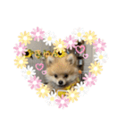 ポメラニアンの観察日記シリーズ1Puppy編（個別スタンプ：4）