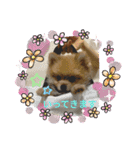 ポメラニアンの観察日記シリーズ1Puppy編（個別スタンプ：5）