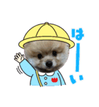 ポメラニアンの観察日記シリーズ1Puppy編（個別スタンプ：7）