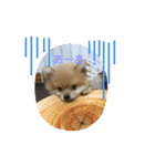 ポメラニアンの観察日記シリーズ1Puppy編（個別スタンプ：9）