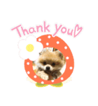ポメラニアンの観察日記シリーズ1Puppy編（個別スタンプ：11）