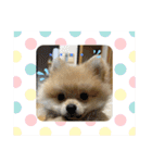 ポメラニアンの観察日記シリーズ1Puppy編（個別スタンプ：12）