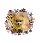 ポメラニアンの観察日記シリーズ1Puppy編（個別スタンプ：13）