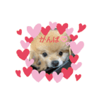 ポメラニアンの観察日記シリーズ1Puppy編（個別スタンプ：14）