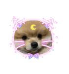 ポメラニアンの観察日記シリーズ1Puppy編（個別スタンプ：15）