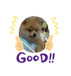 ポメラニアンの観察日記シリーズ1Puppy編（個別スタンプ：16）