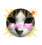 ドラエモン①（個別スタンプ：1）