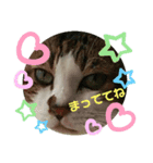 ドラエモン①（個別スタンプ：5）