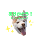 シベリアンハスキー ぽんじちゃん（個別スタンプ：5）