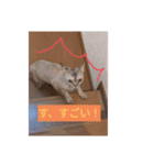 猫犬の1日（個別スタンプ：1）