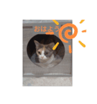 猫犬の1日（個別スタンプ：2）