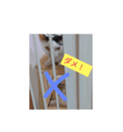 猫犬の1日（個別スタンプ：3）