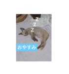 猫犬の1日（個別スタンプ：4）