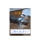 猫犬の1日（個別スタンプ：5）