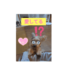 猫犬の1日（個別スタンプ：7）