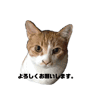 チロとポポ。そしてマロとゴマ。（個別スタンプ：20）