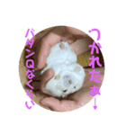 ハムちゃんの独り言（個別スタンプ：2）