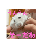 ハムちゃんの独り言（個別スタンプ：6）