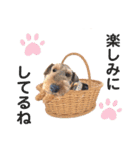 ウェルシュテリア♡ジェリーさんの1日⑥（個別スタンプ：19）