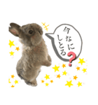 うさぎの小麦スタンプ（個別スタンプ：8）