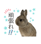 うさぎの小麦スタンプ（個別スタンプ：15）